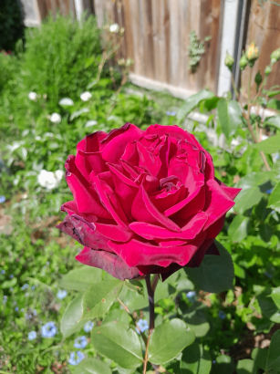 flowers